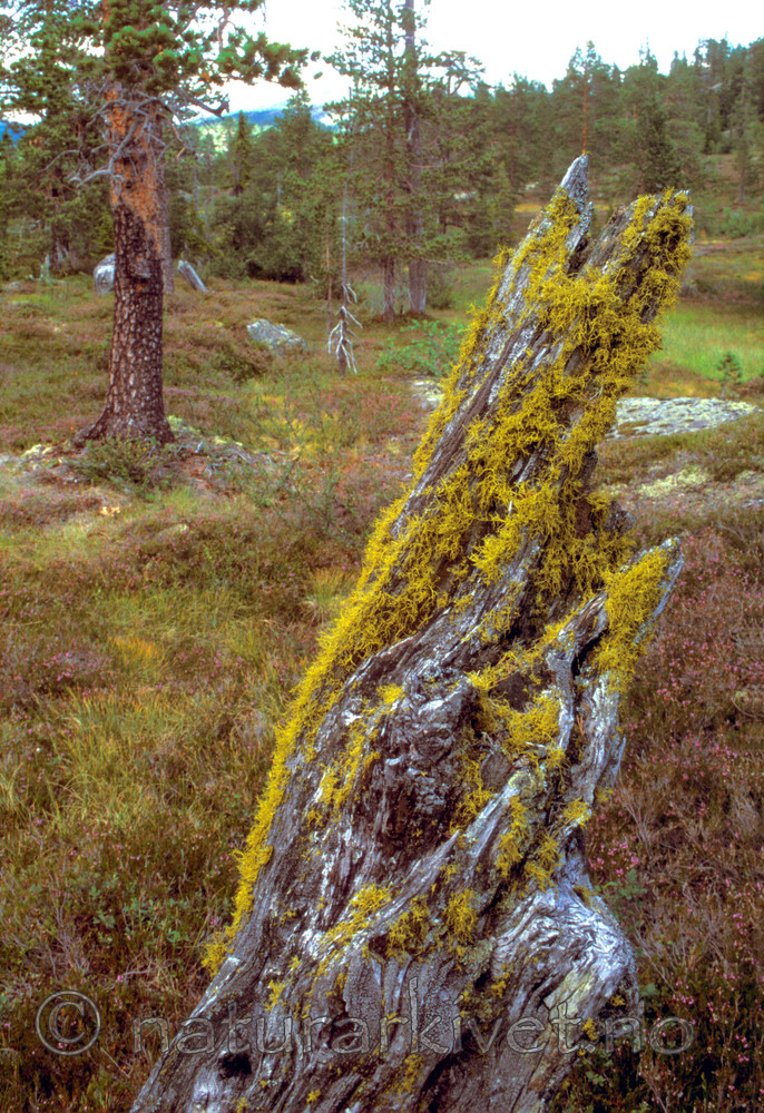 bb607 / Letharia vulpina / Ulvelav <br /> Pinus sylvestris / Furu