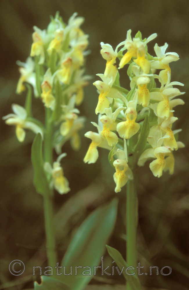 bb615 / Dactylorhiza sambucina / Søstermarihand