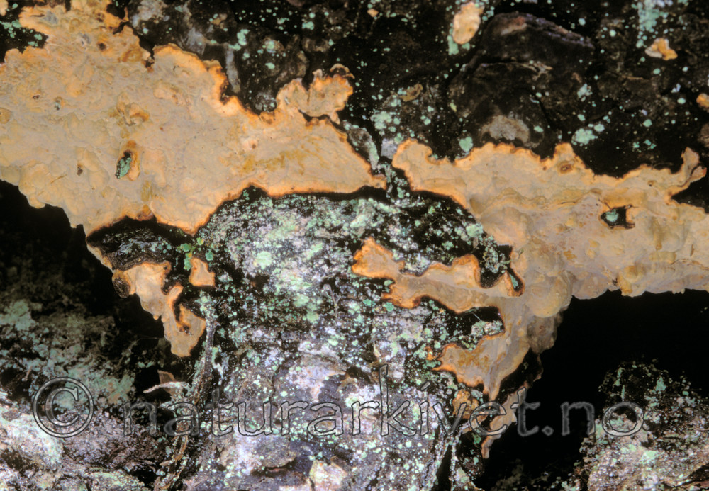 bb617 / Laurilia sulcata / Taigaskinn