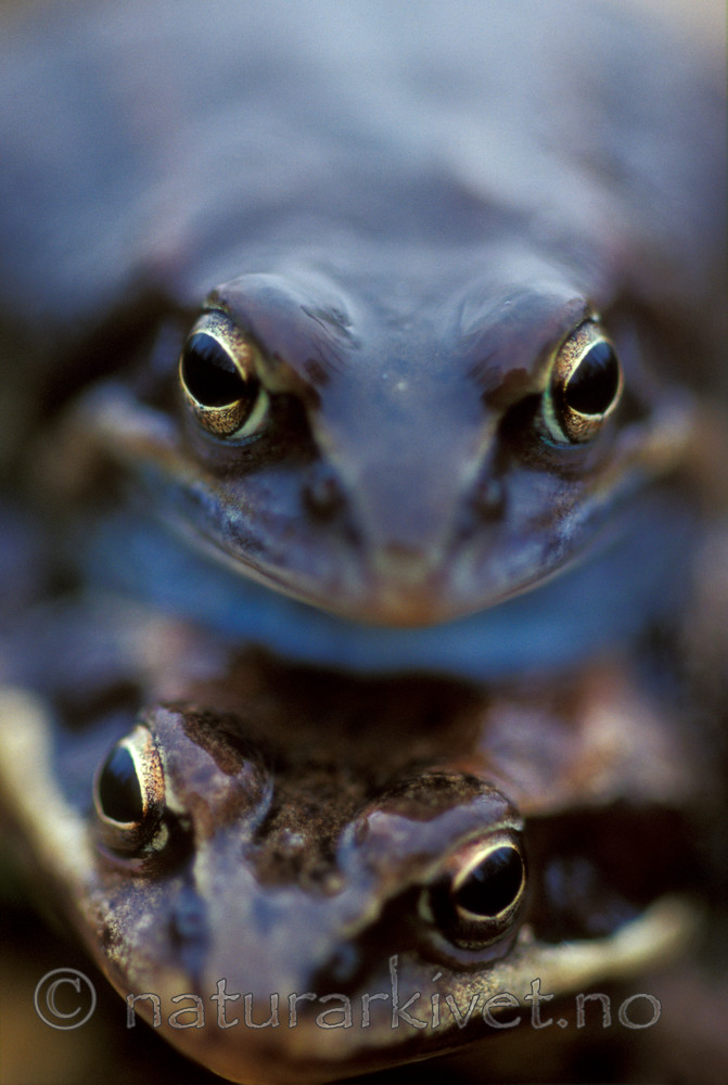 bb625 / Rana arvalis / Spissnutefrosk