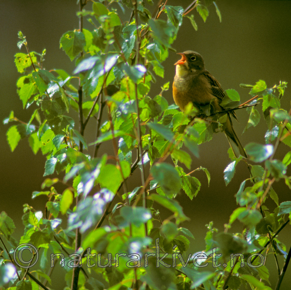 bb632 / Emberiza hortulana / Hortulan