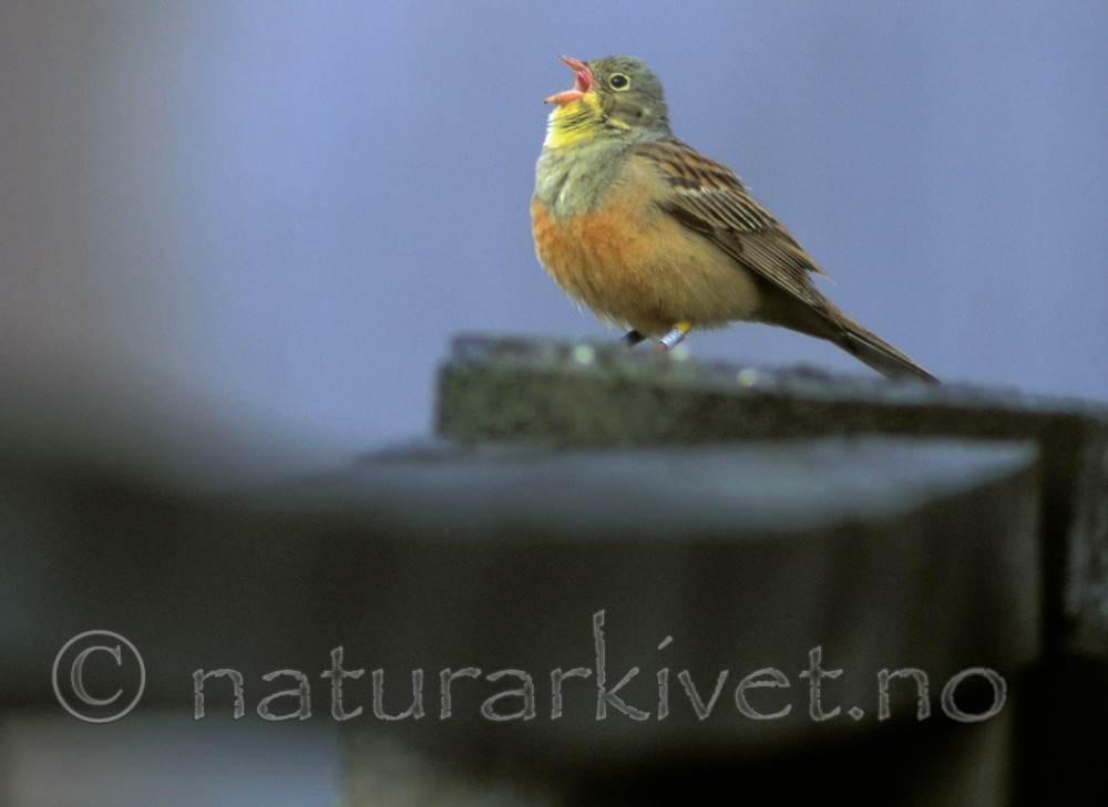 bb633 / Emberiza hortulana / Hortulan
