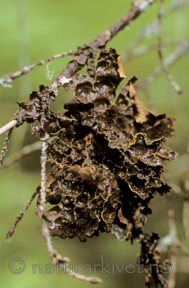bb637 / Pseudocyphellaria crocata / Gullprikklav