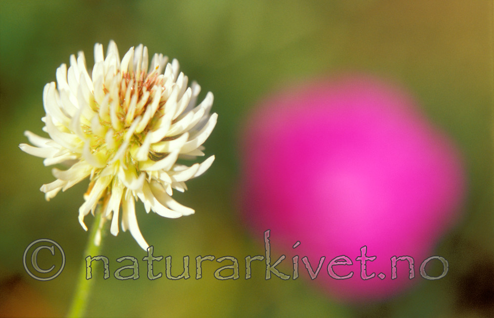 bb646 / Trifolium montanum / Bakkekløver