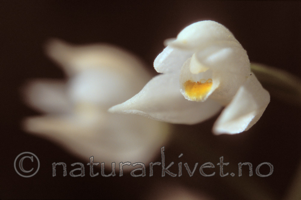 bb653 / Cephalanthera longifolia / Hvit skogfrue