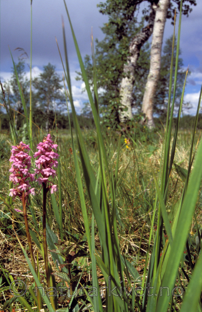 bb660 / Gymnadenia conopsea / Brudespore