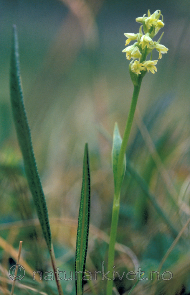 bb662 / Pseudorchis straminea / Fjellhvitkurle