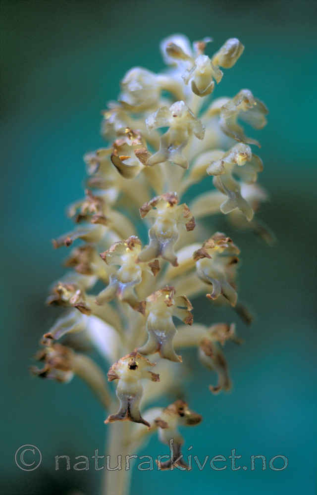 bb664 / Neottia nidus-avis / Fuglereir