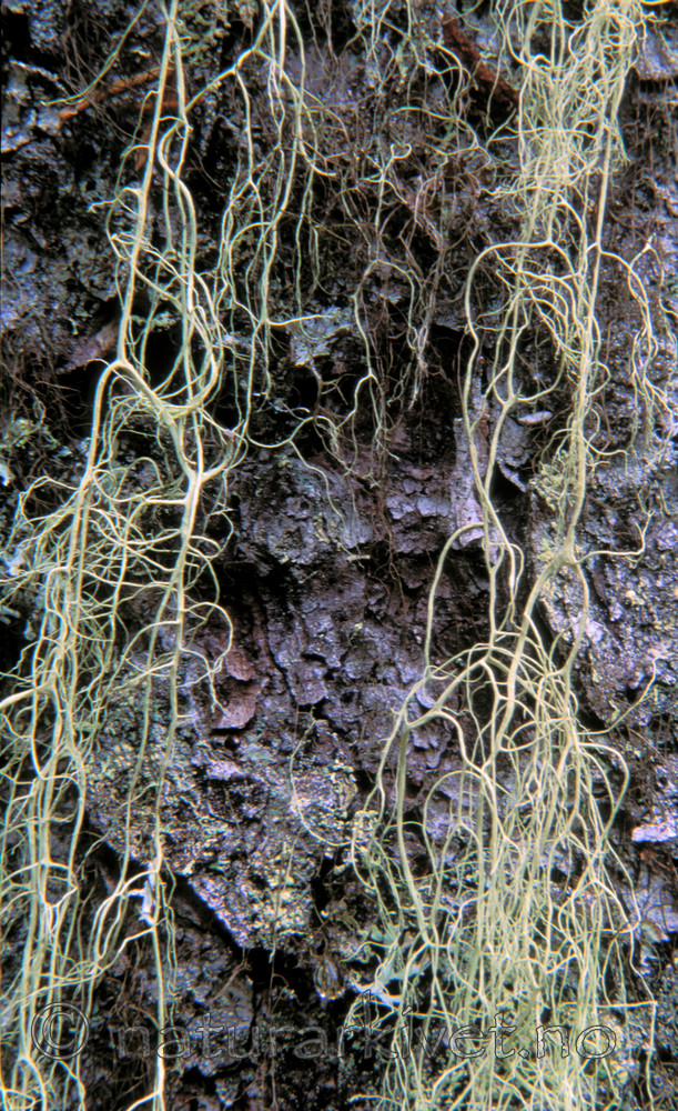 bb666 / Alectoria sarmentosa / Gubbeskjegg