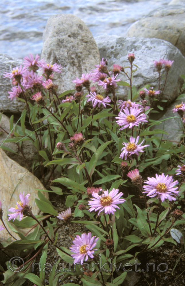 bb673 / Eurybia sibirica