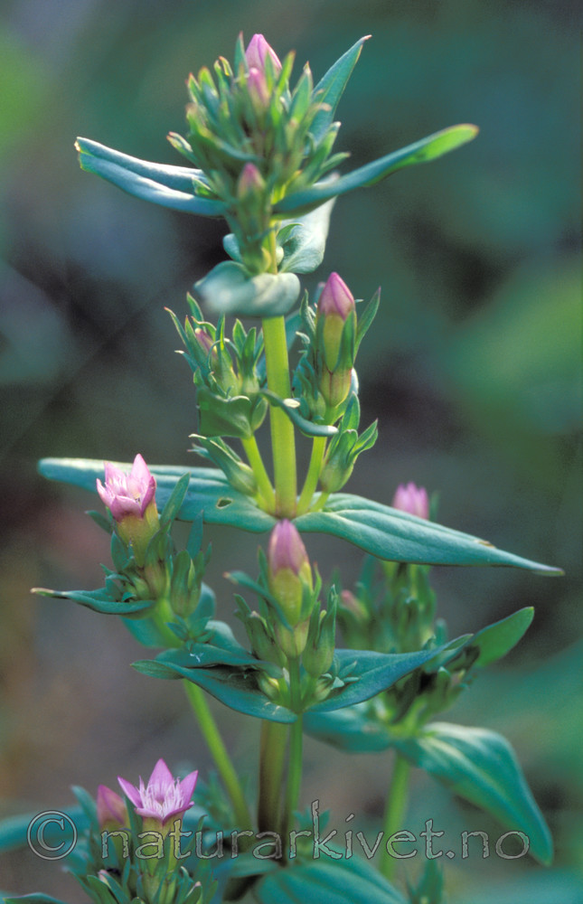 bb674 / Gentianella amarella septentrionalis / Jærsøte