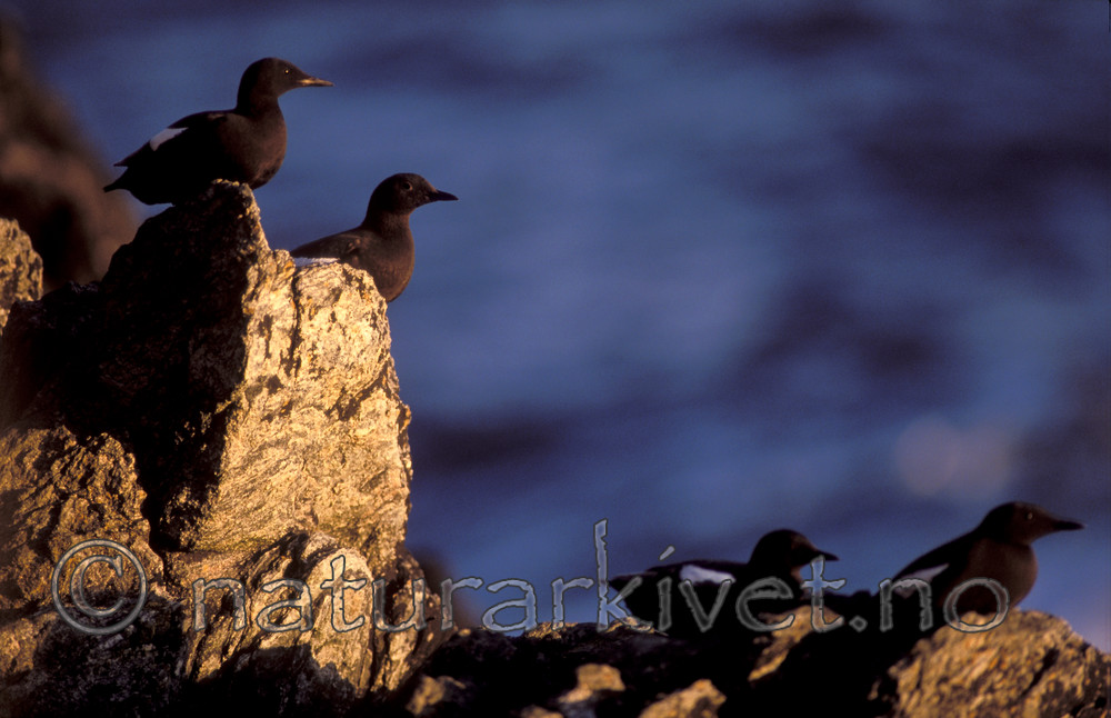 bb675 / Cepphus grylle / Teist