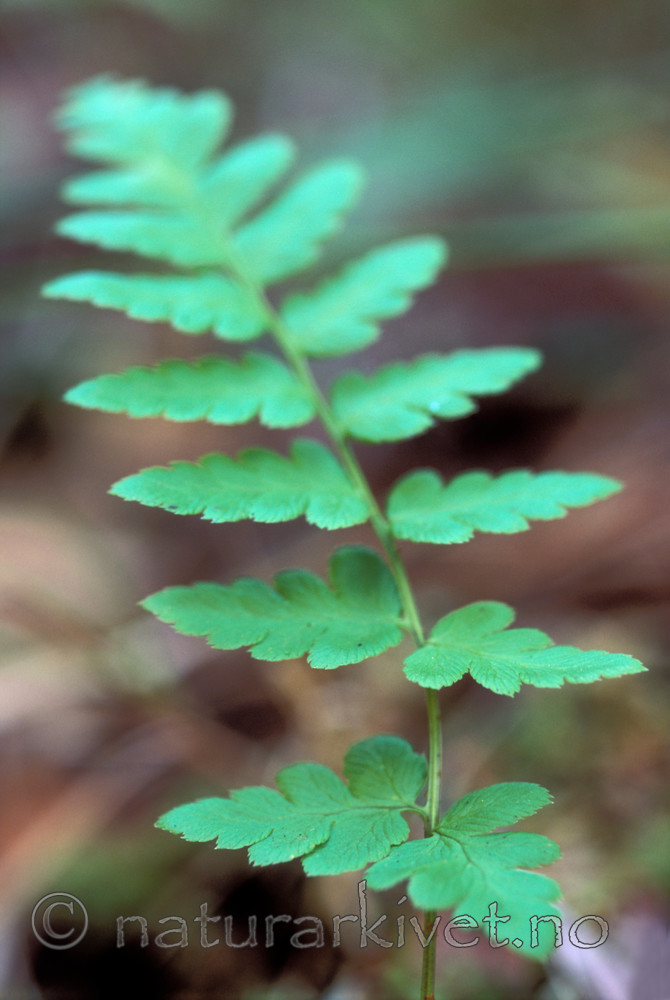 bb682 / Dryopteris cristata / Vasstelg