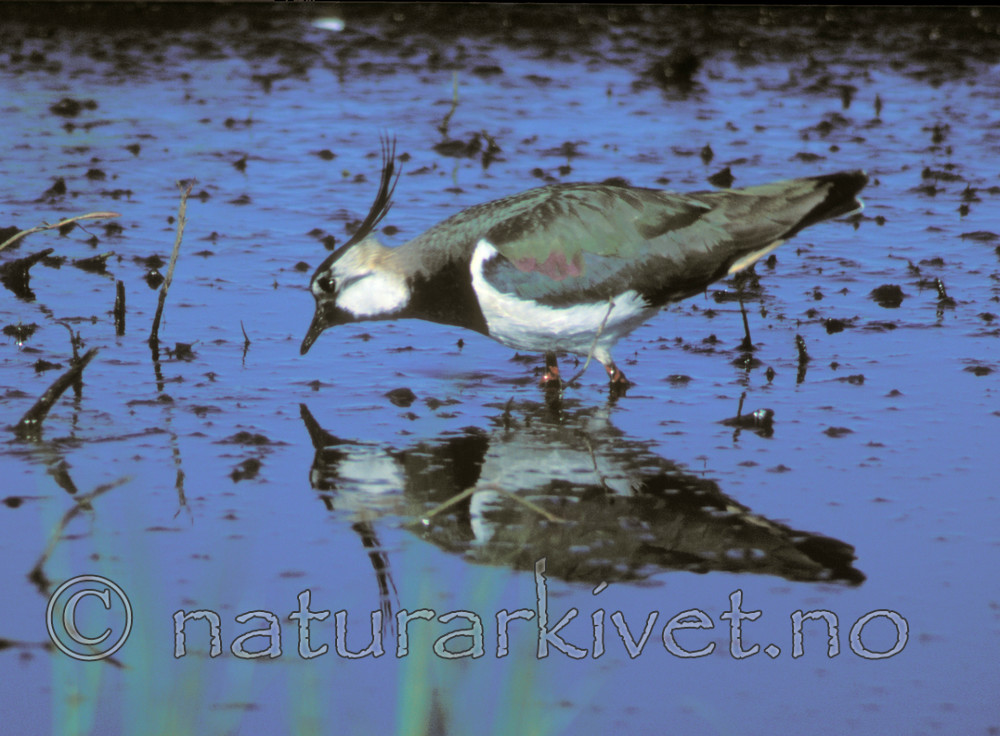 bb683 / Vanellus vanellus / Vipe