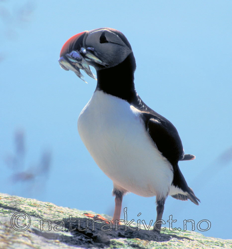 bb689 / Fratercula arctica / Lunde