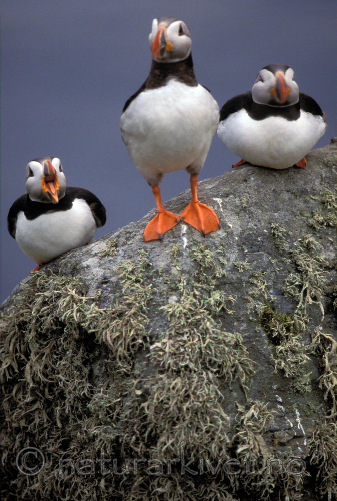 bb691 / Fratercula arctica / Lunde