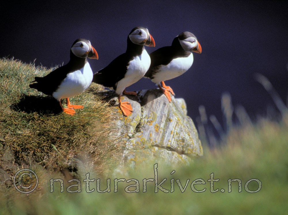 bb693 / Fratercula arctica / Lunde