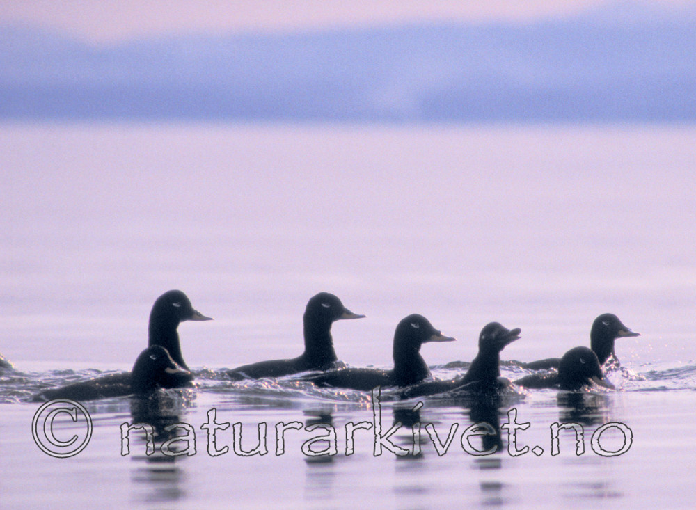 bb695 / Melanitta fusca / Sjøorre