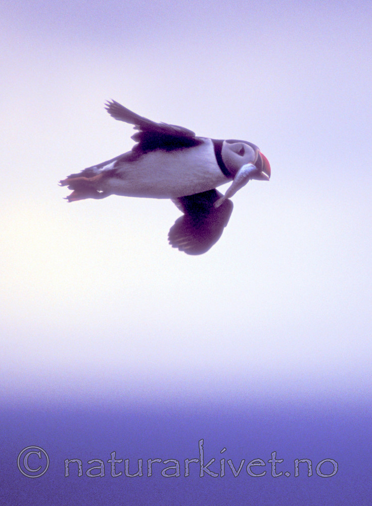 bb696 / Fratercula arctica / Lunde