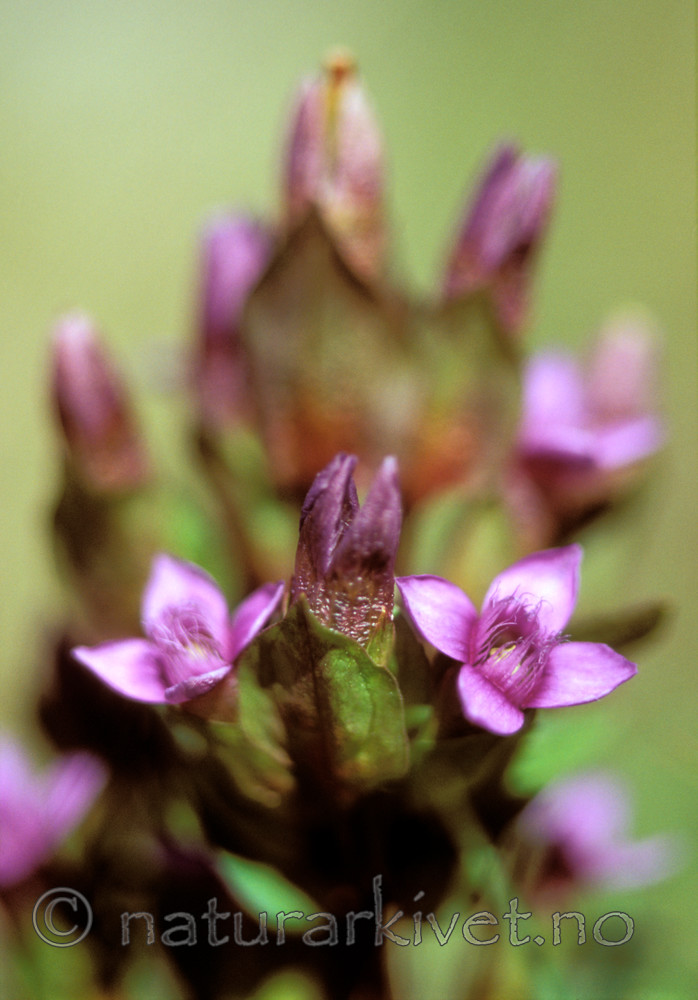 bb697 / Gentianella campestris / Bakkesøte