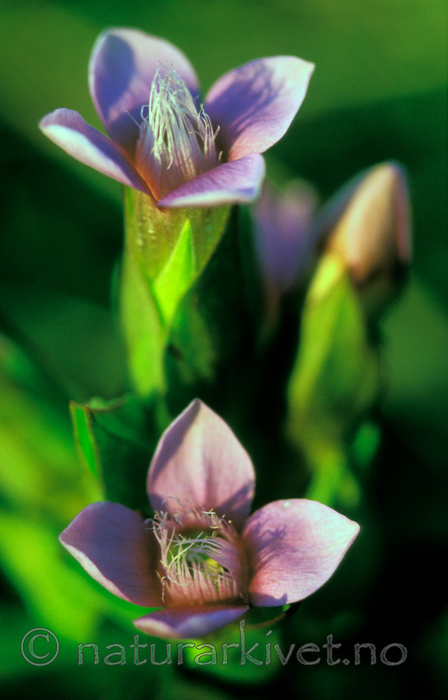 bb698 / Gentianella campestris / Bakkesøte