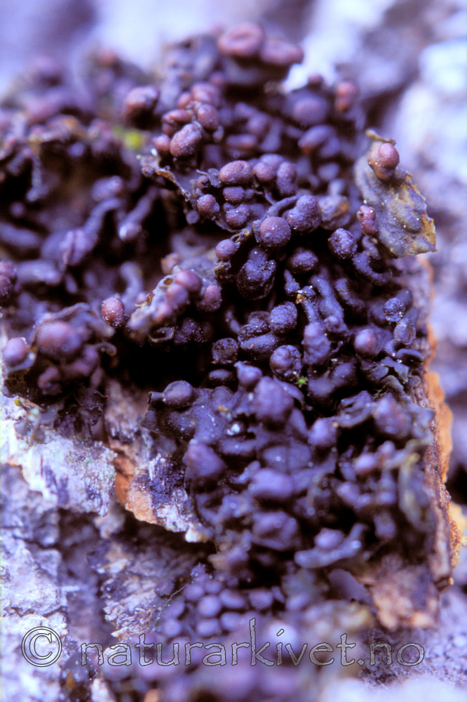 bb702 / Collema curtisporum / Småblæreglye