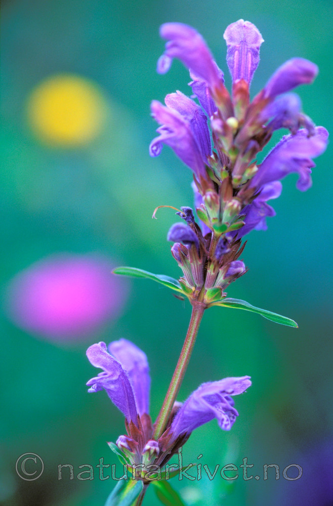 bb704 / Dracocephalum ruyschiana / Dragehode