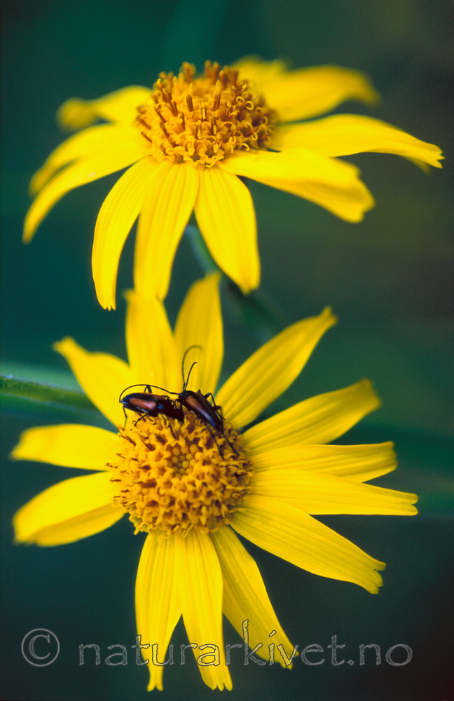 bb705 / Arnica montana / Solblom <br /> Stenurella melanura