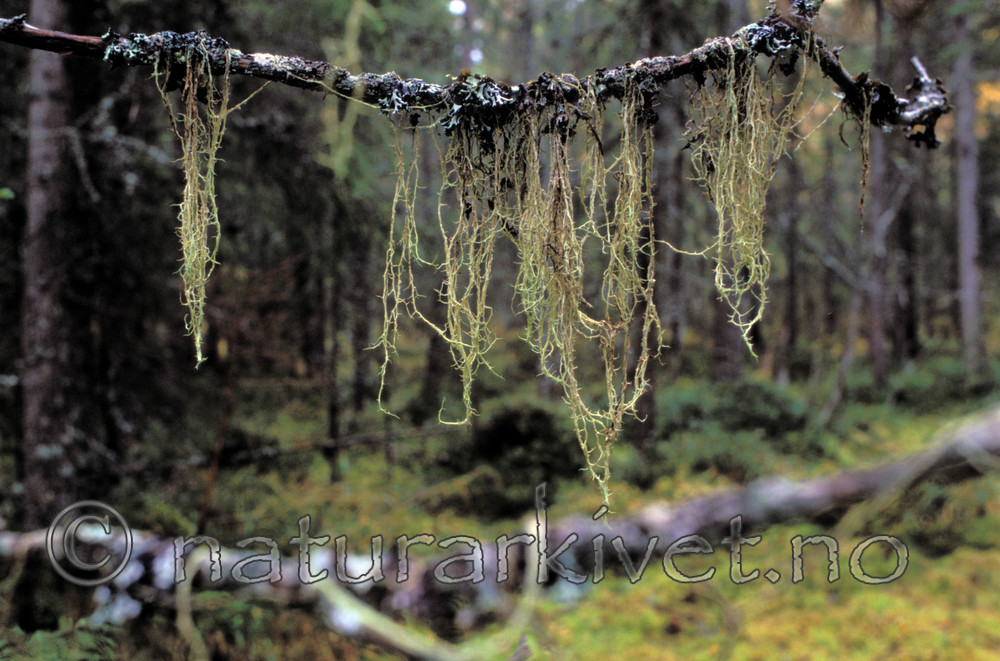bb706 / Evernia divaricata / Mjuktjafs