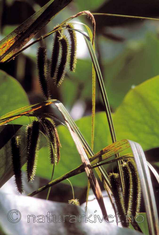 bb712 / Carex pseudocyperus / Dronningstarr
