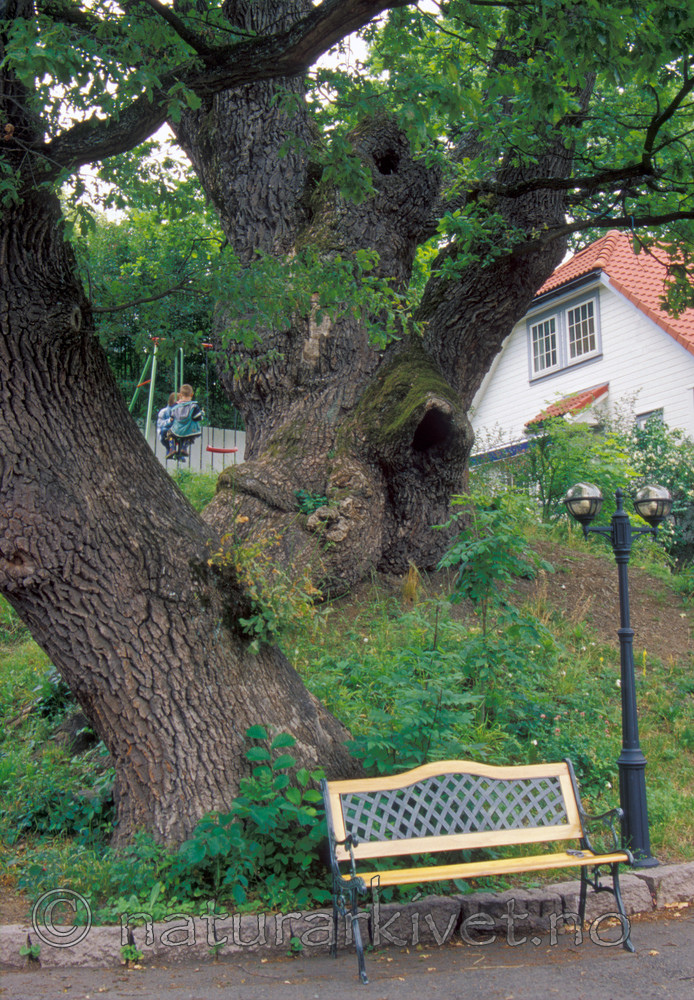 bb717 / Quercus robur / Sommereik