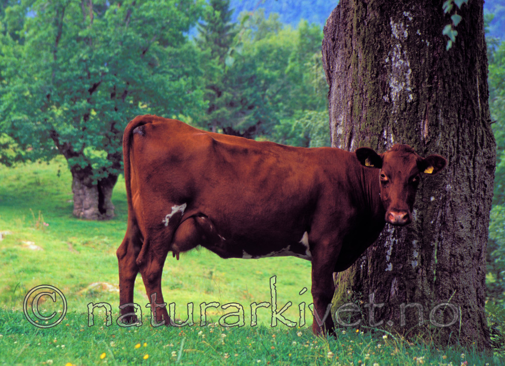 bb723 / Bos taurus / Storfe