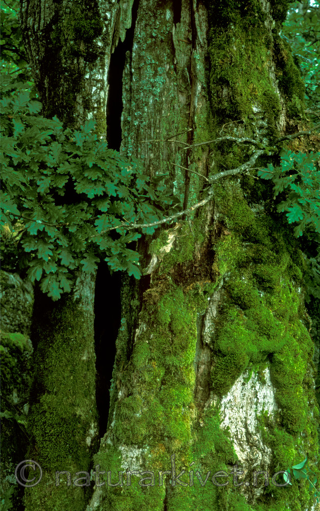 bb725