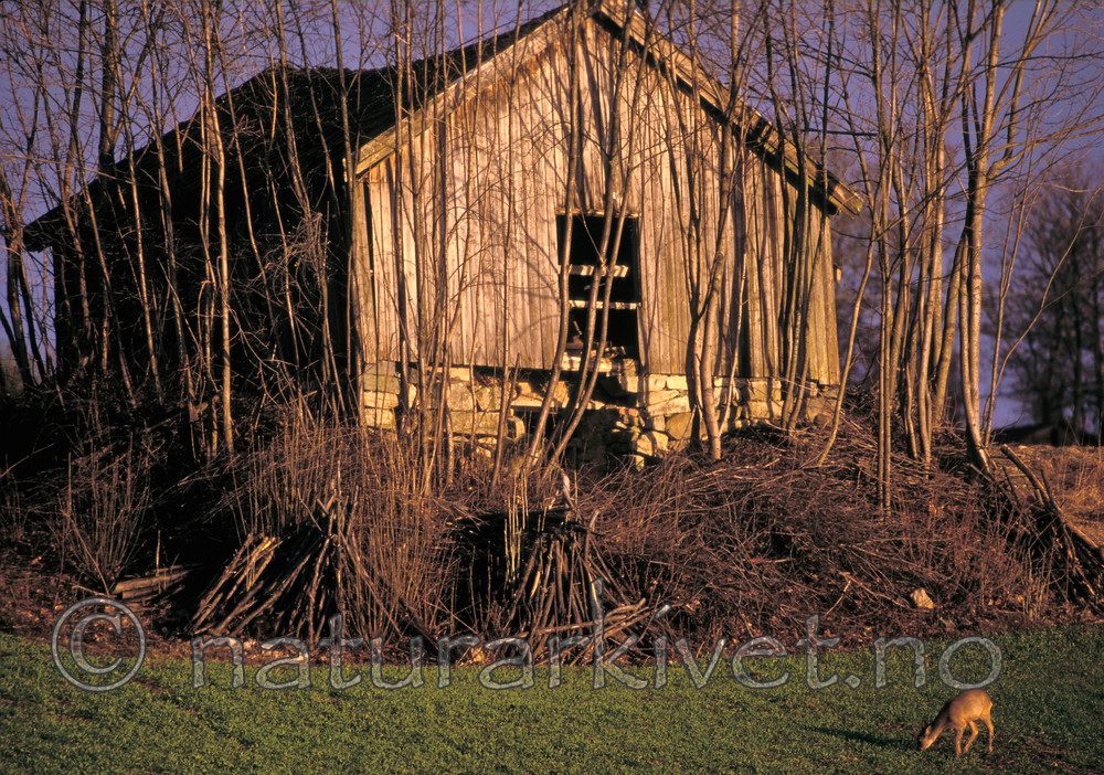 bb736 / Capreolus capreolus / Rådyr