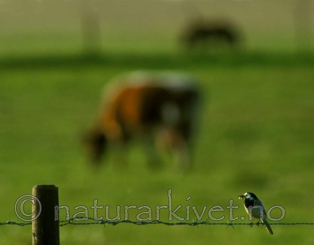 bb738 / Bos taurus / Storfe <br /> Motacilla alba / Linerle