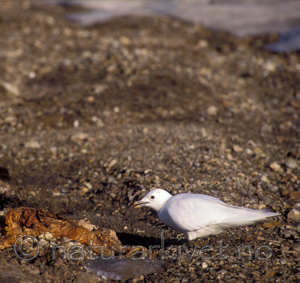 bb740 / Pagophila eburnea / Ismåke