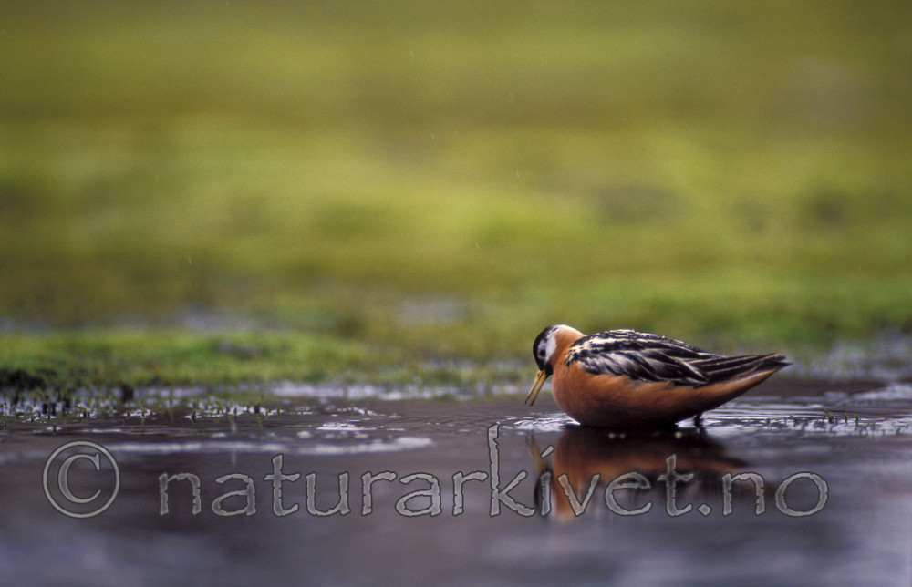 bb749 / Phalaropus fulicarius / Polarsvømmesnipe