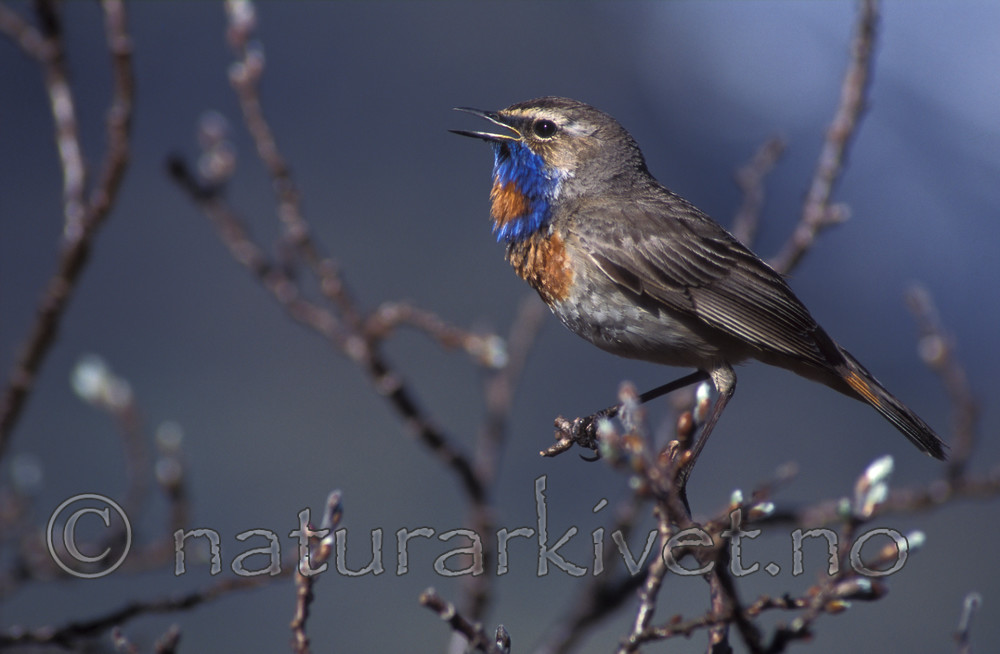 bb761 / Luscinia svecica / Blåstrupe