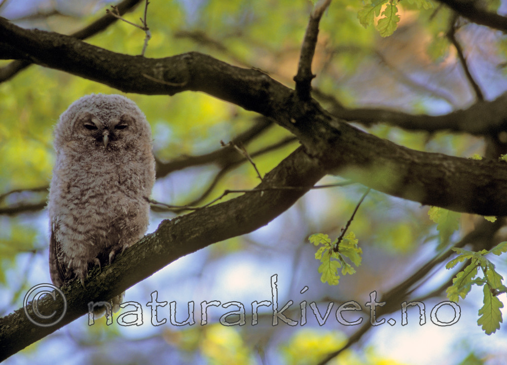 bb763 / Strix aluco / Kattugle