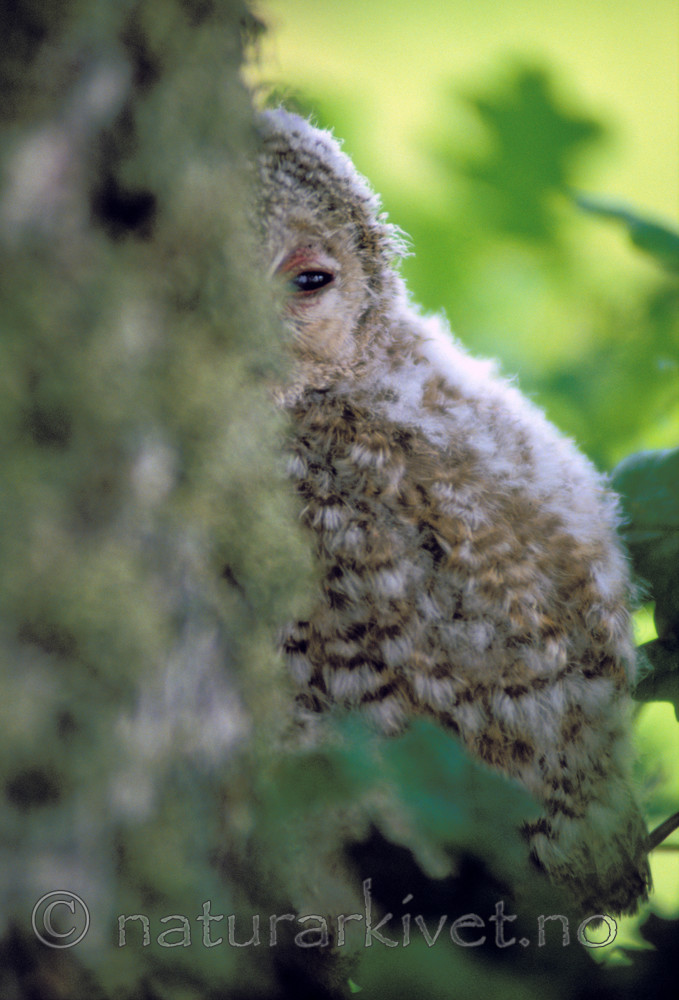 bb765 / Strix aluco / Kattugle