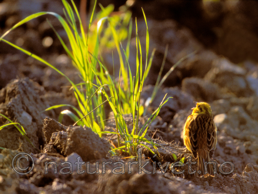 bb773 / Emberiza citrinella / Gulspurv