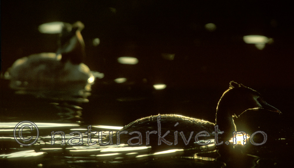 bb774 / Podiceps cristatus / Toppdykker