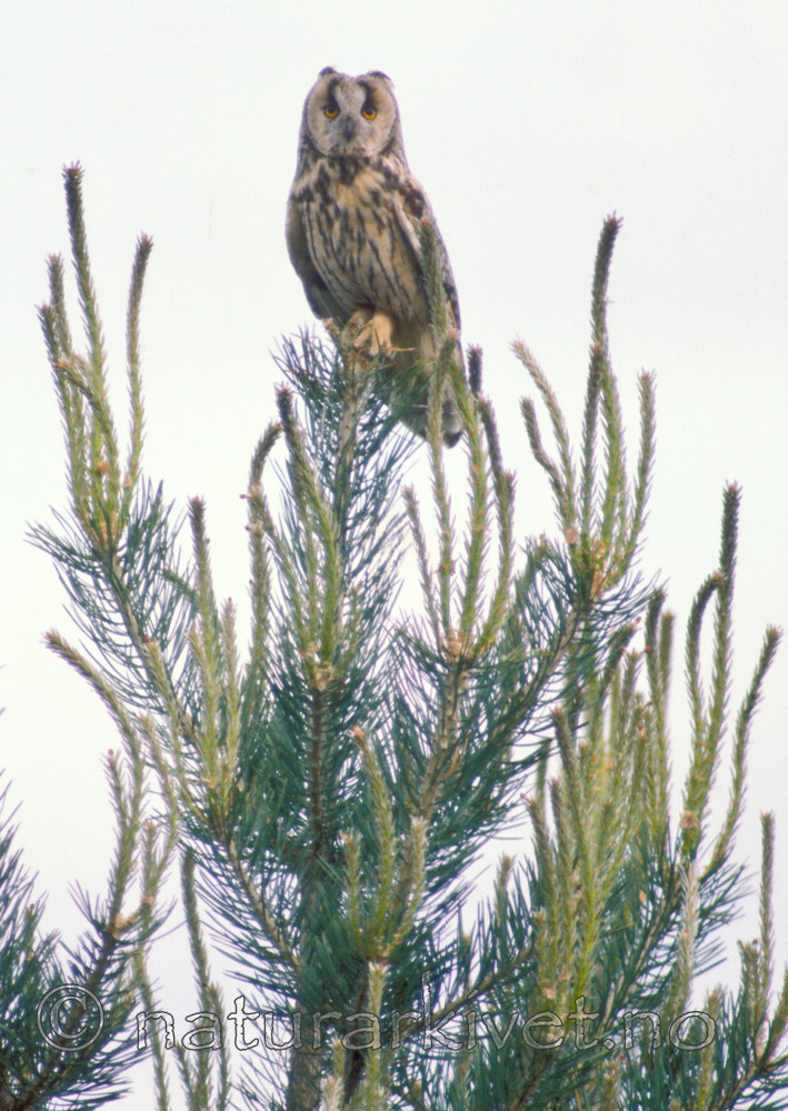 bb775 / Asio otus / Hornugle <br /> Pinus sylvestris / Furu