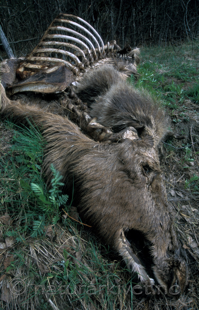 bb785 / Alces alces / Elg