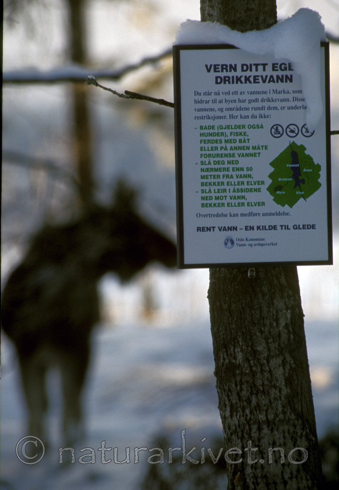 bb786 / Alces alces / Elg