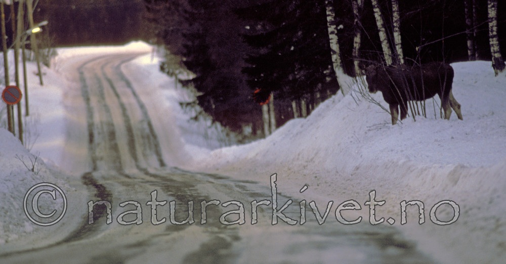 bb787 / Alces alces / Elg