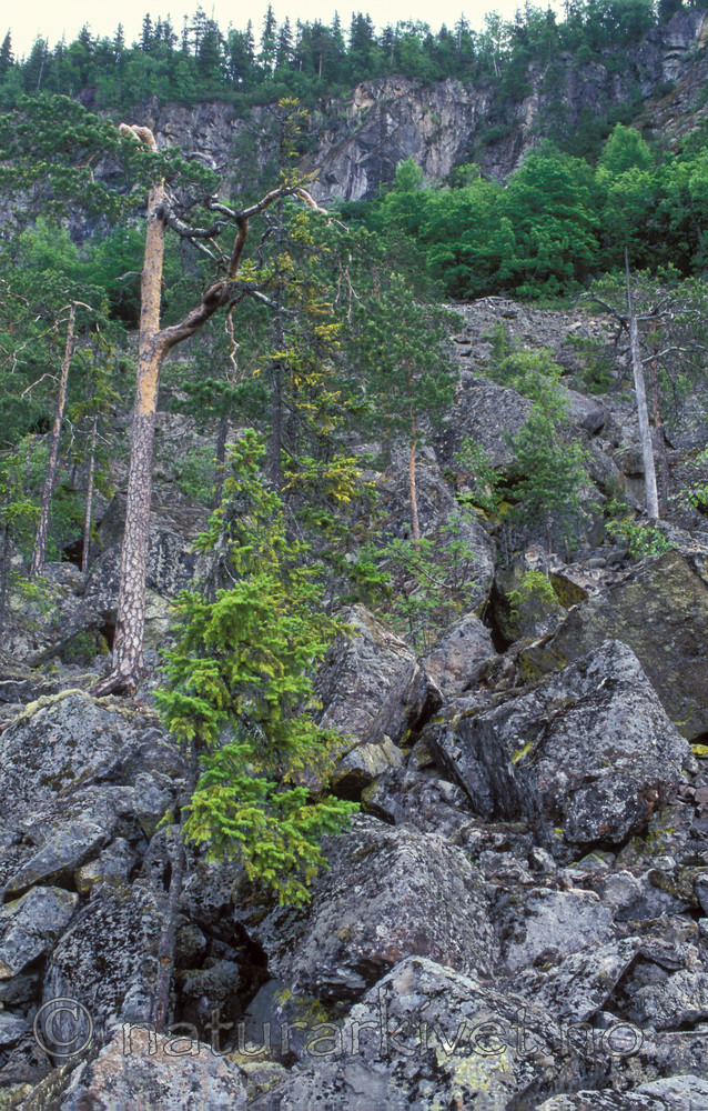 bb789 / Pinus sylvestris / Furu