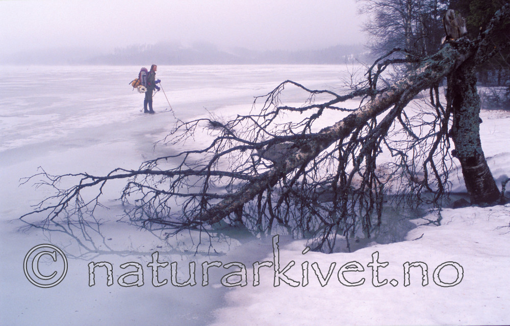 bb791 / Betula pendula / Hengebjørk