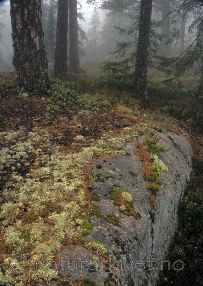 bb794 / Pinus sylvestris / Furu