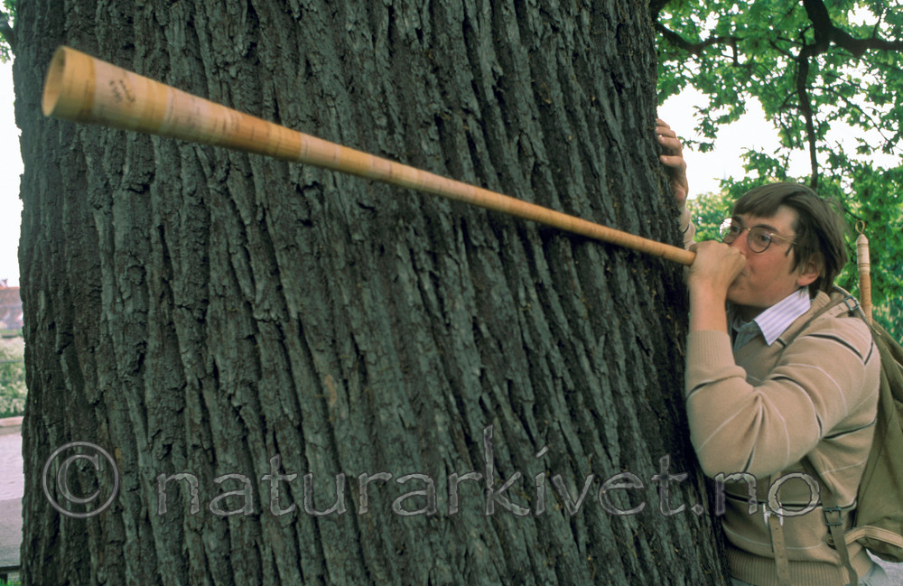 bb798 / Quercus robur / Sommereik